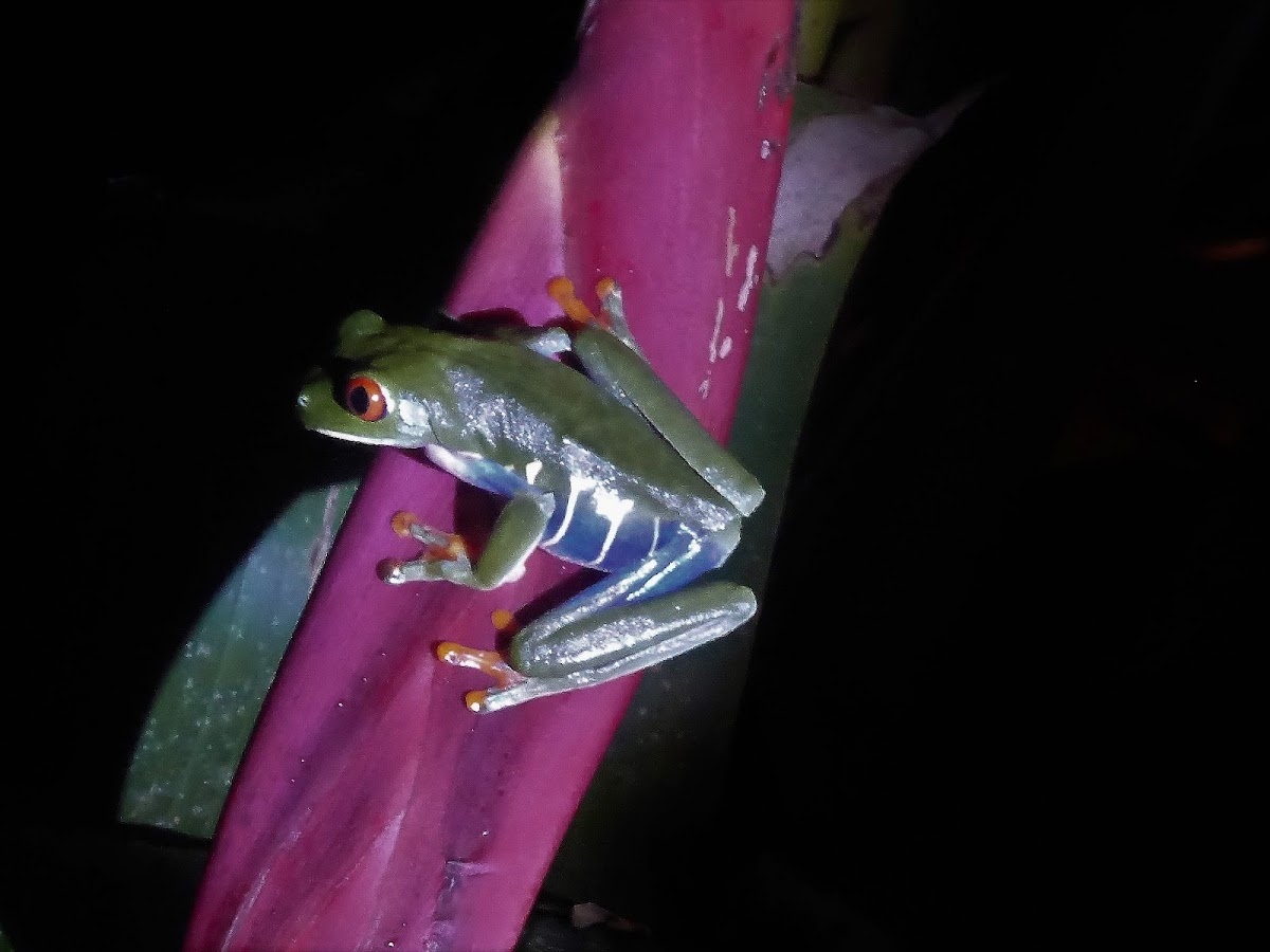 Red eyed tree frog