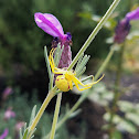 Goldenrod crab spider