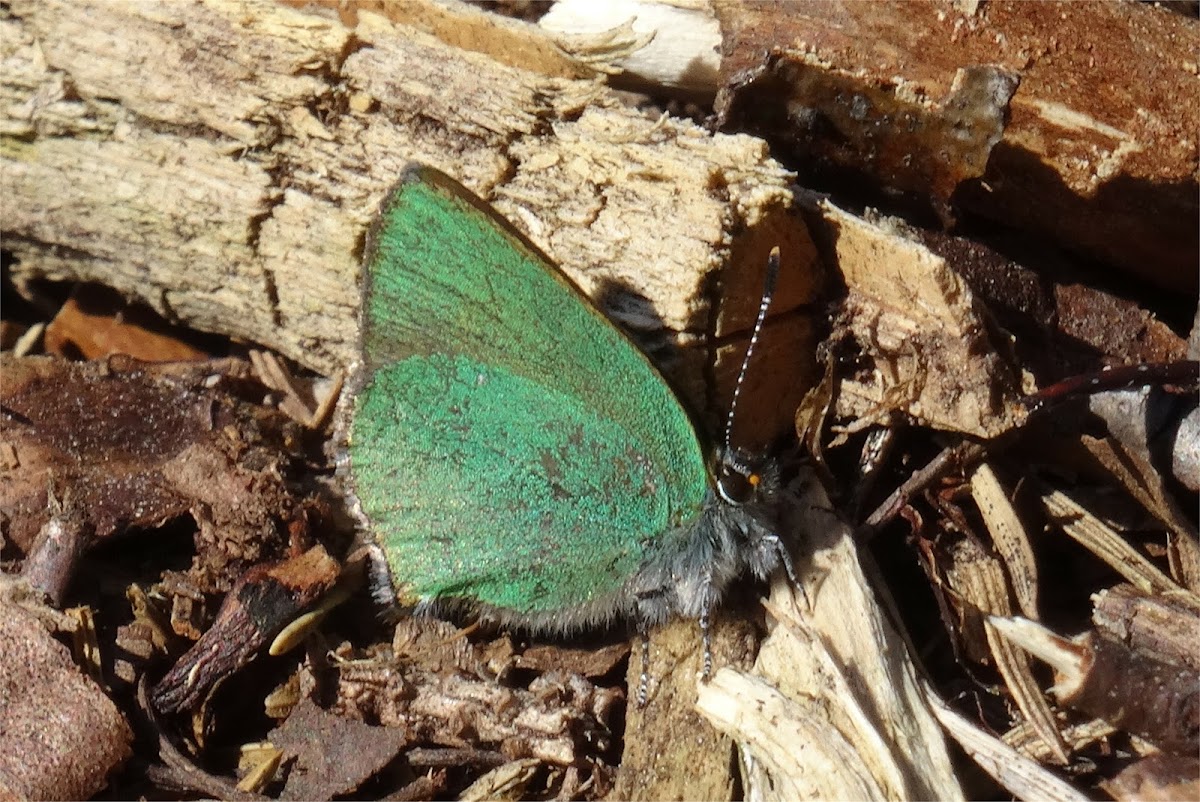 Green Hairstreak