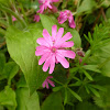 Red campion