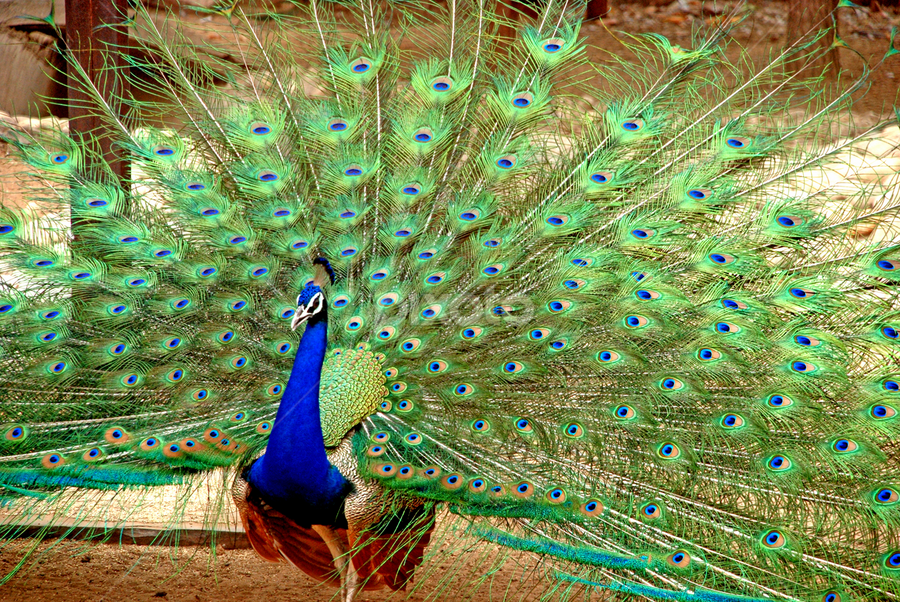 Peacock or peafowl, (Pavo cristatus), by Rakesh Sharma - Animals Birds ( (pavo cristatus), peacock or peafowl )