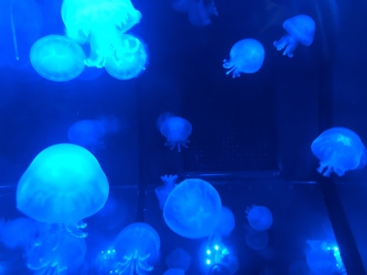 インプレッサの鹿児島・旅行・虫・水族館・洗車に関するカスタム事例の投稿画像5枚目
