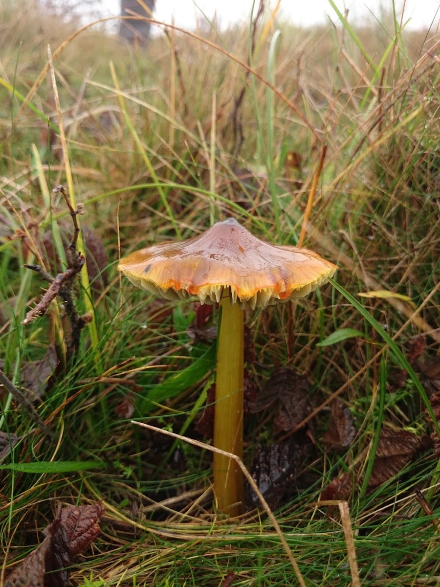 Blackening Waxcap/Zwartwordende wasplaat