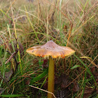 Blackening Waxcap/Zwartwordende wasplaat