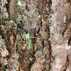 Dog day cicada