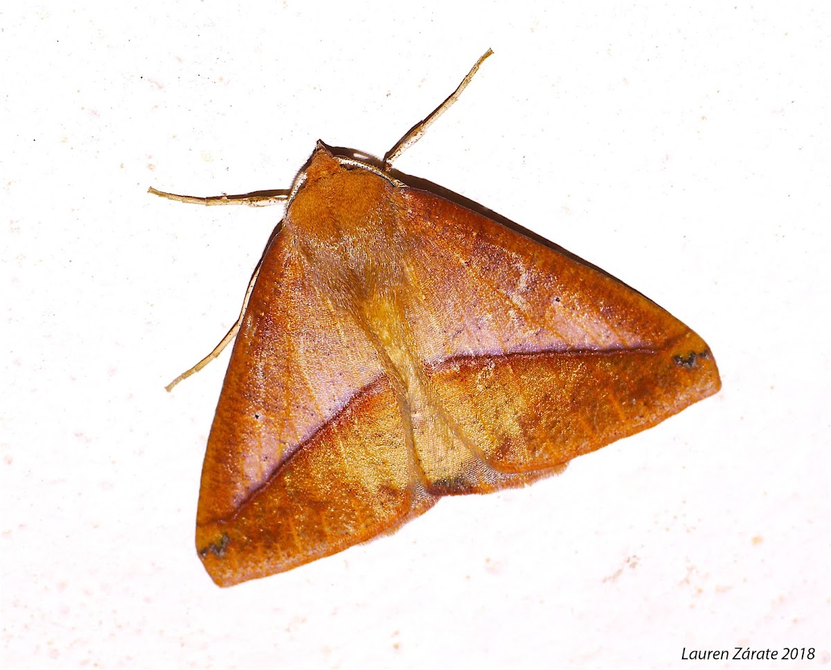 Noctuid Moth