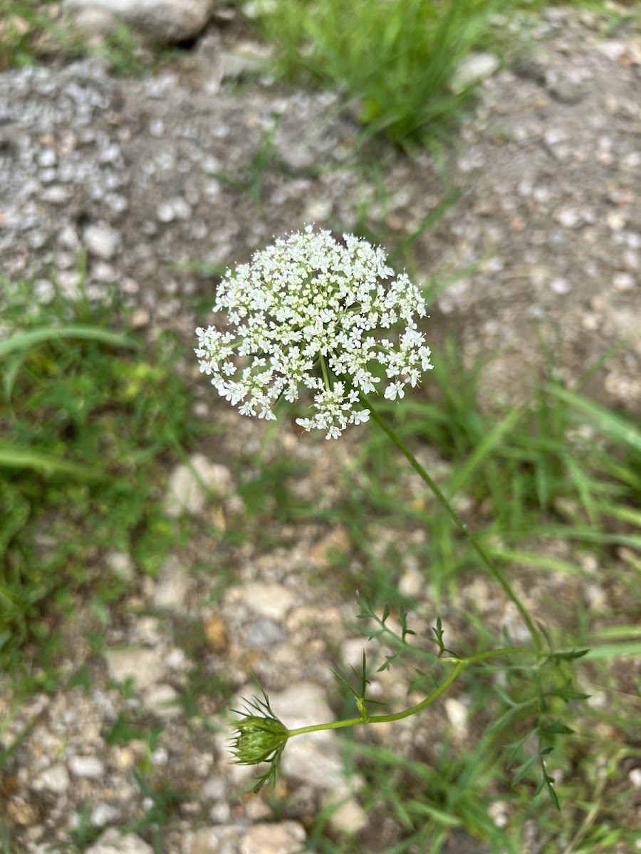 queen Anne's lace