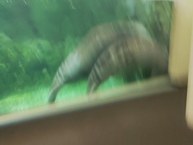 ゴルフの久々のドライブ・ゴルフ7・うどん県・屋島水族館・密かにリップスポイラーに関するカスタム事例の投稿画像7枚目