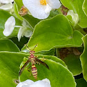 Common paper wasp