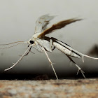 Horehound Plume Moth