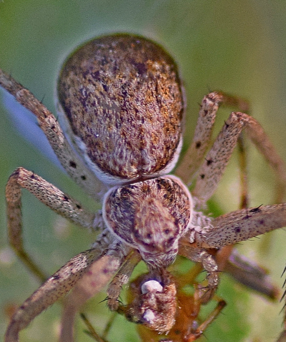 Running Crab Spider