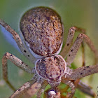 Running Crab Spider