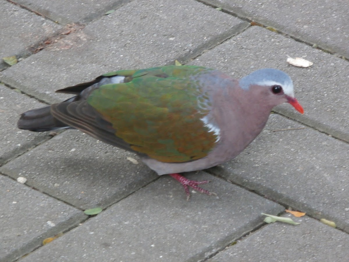 Common Emerald Dove