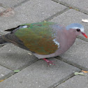 Common Emerald Dove