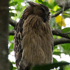 Buffy Fish Owl