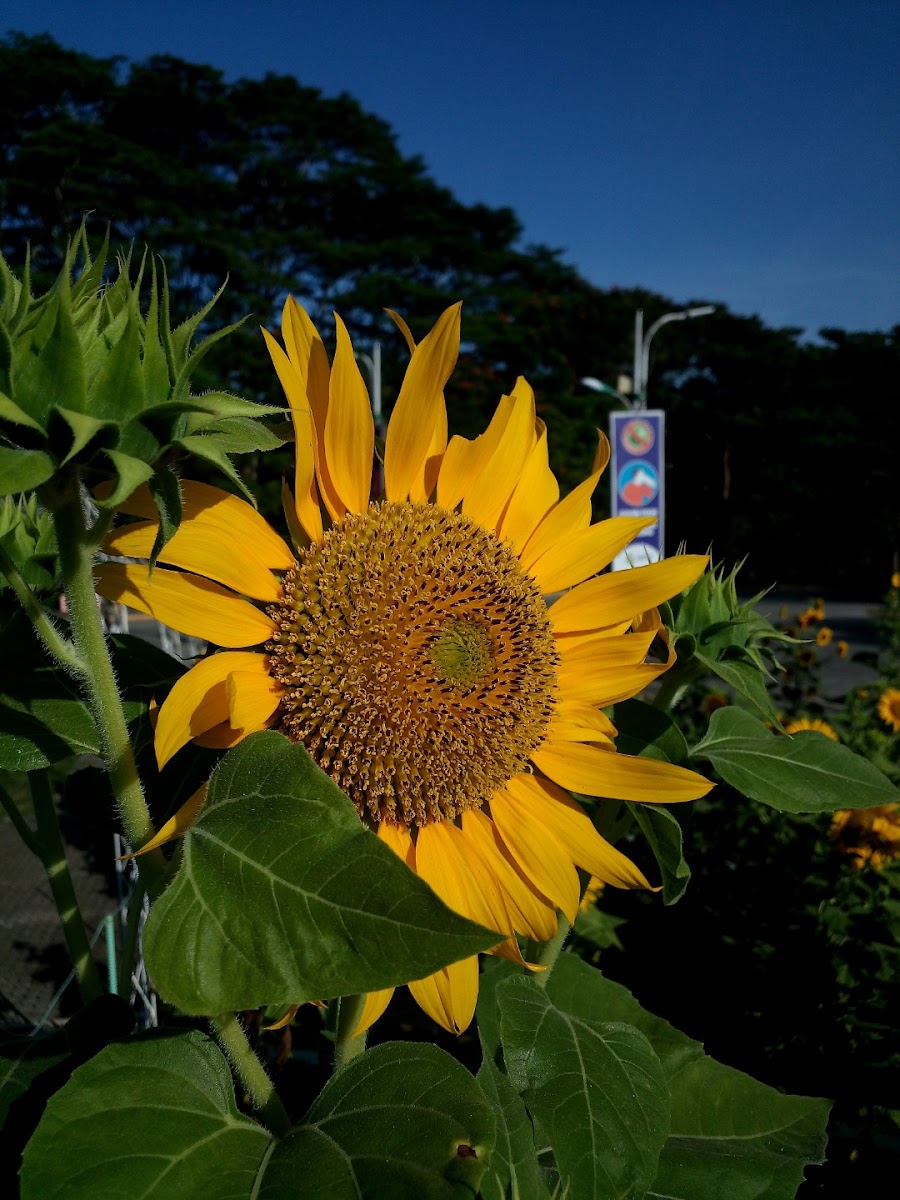 Common Sunflower