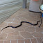 Western Rat Snake