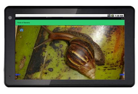 Banana Pests and Diseases(圖9)-速報App