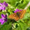 Pearl-bordered Fritillary