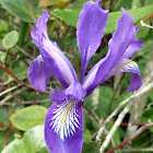 Douglas Iris