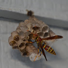 Paper wasp nest and larvae