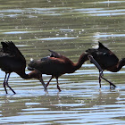 White-faced ibis