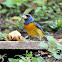 Sanhaçu-papa-laranja (Blue-and-yellow Tanager)