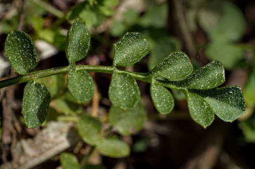 Cardamine pratensis