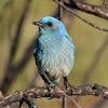 Mountain bluebird (male)