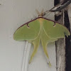 Luna moth