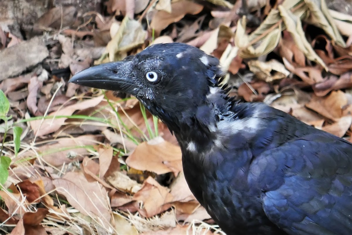 Torresian Crow