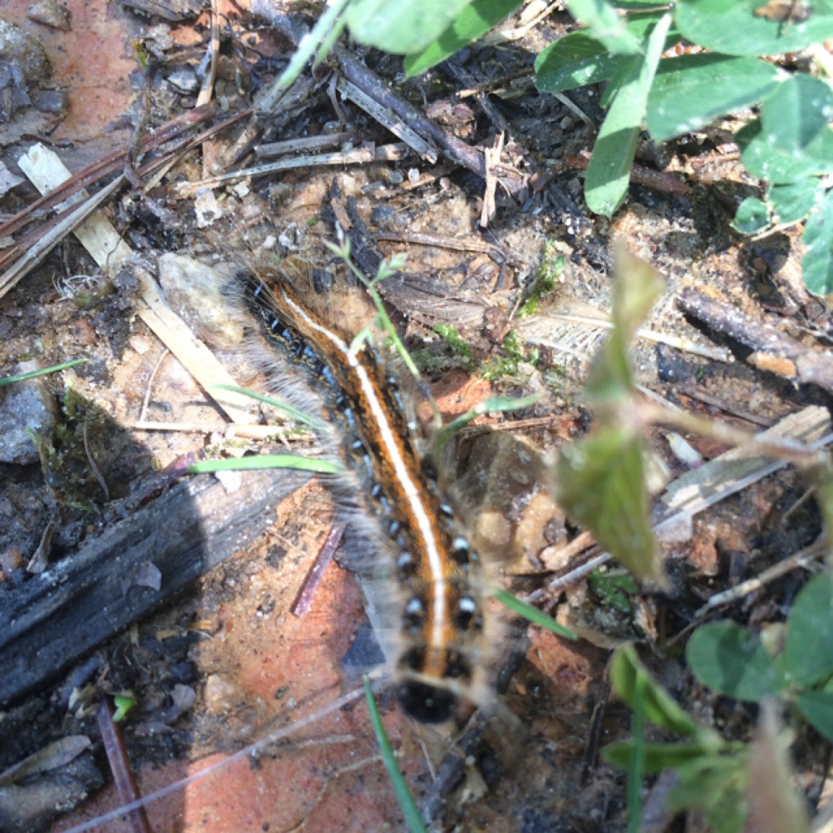 Eastern Tent Caterpillar