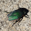 Fig Eater Beetle