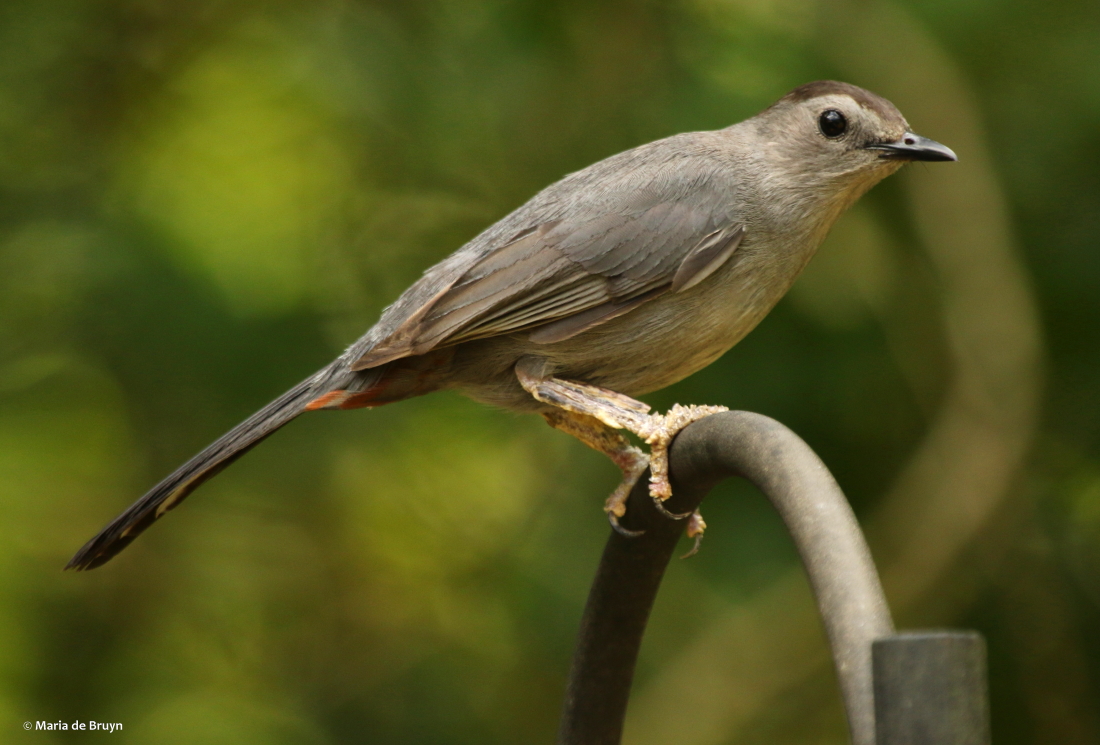 Gray catbird