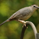 Gray catbird