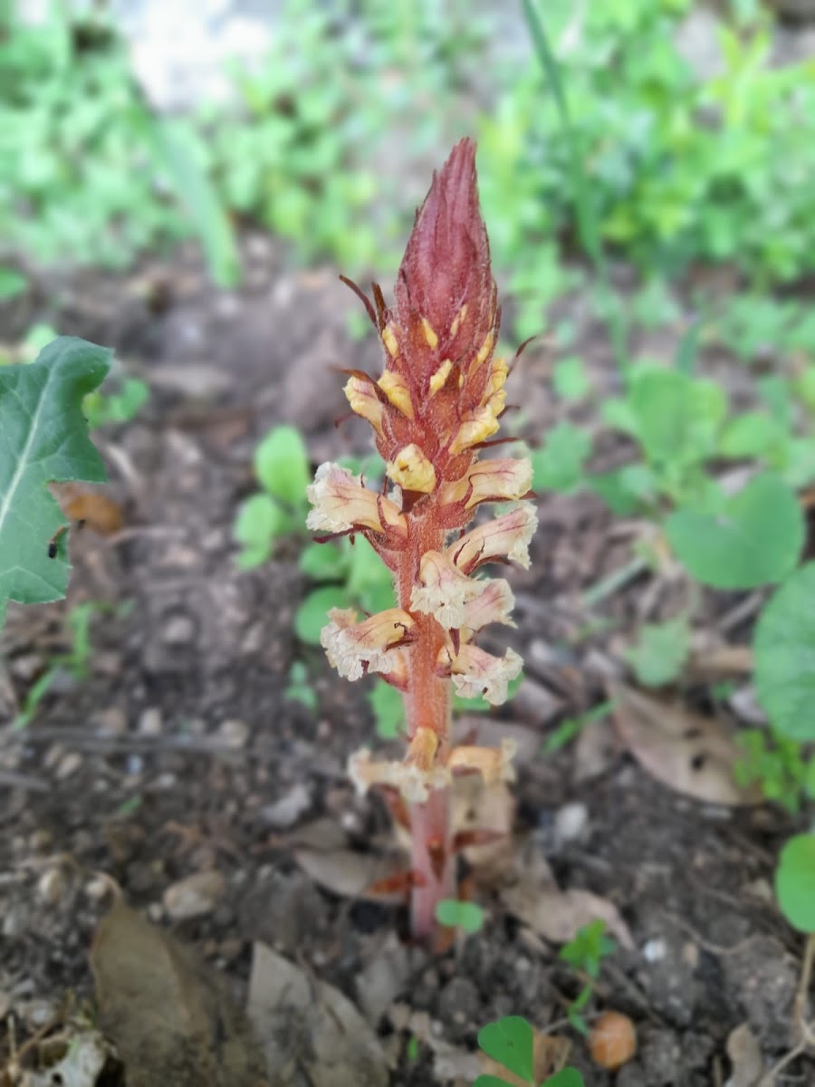 Broomrape