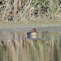 Green-winged Teal