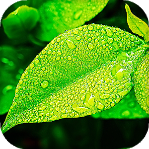 Leaf life. Leaves Lives правило.