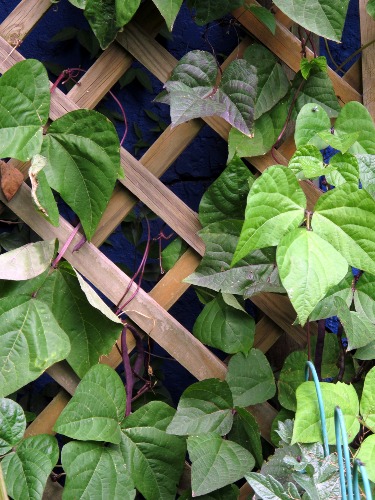 Beans are natural climbers and perfect for growing on a garden trellis.