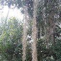 Spanish moss