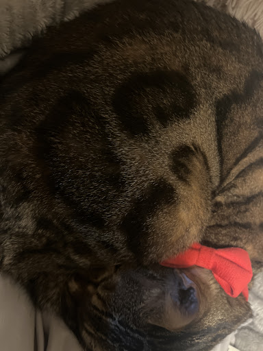 ロイヤルカナン インドア 4kg (生後12カ月齢以上) Pets-first ONLINESTORE