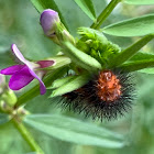 Wooly Bear Caterpillar