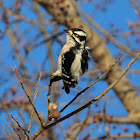 Downy Woodpecker (female)