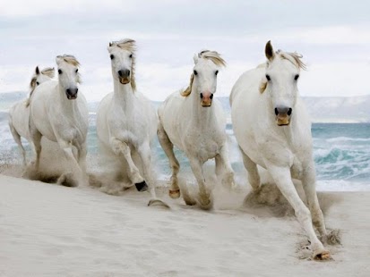 Horses Wallpapers Screenshots 10