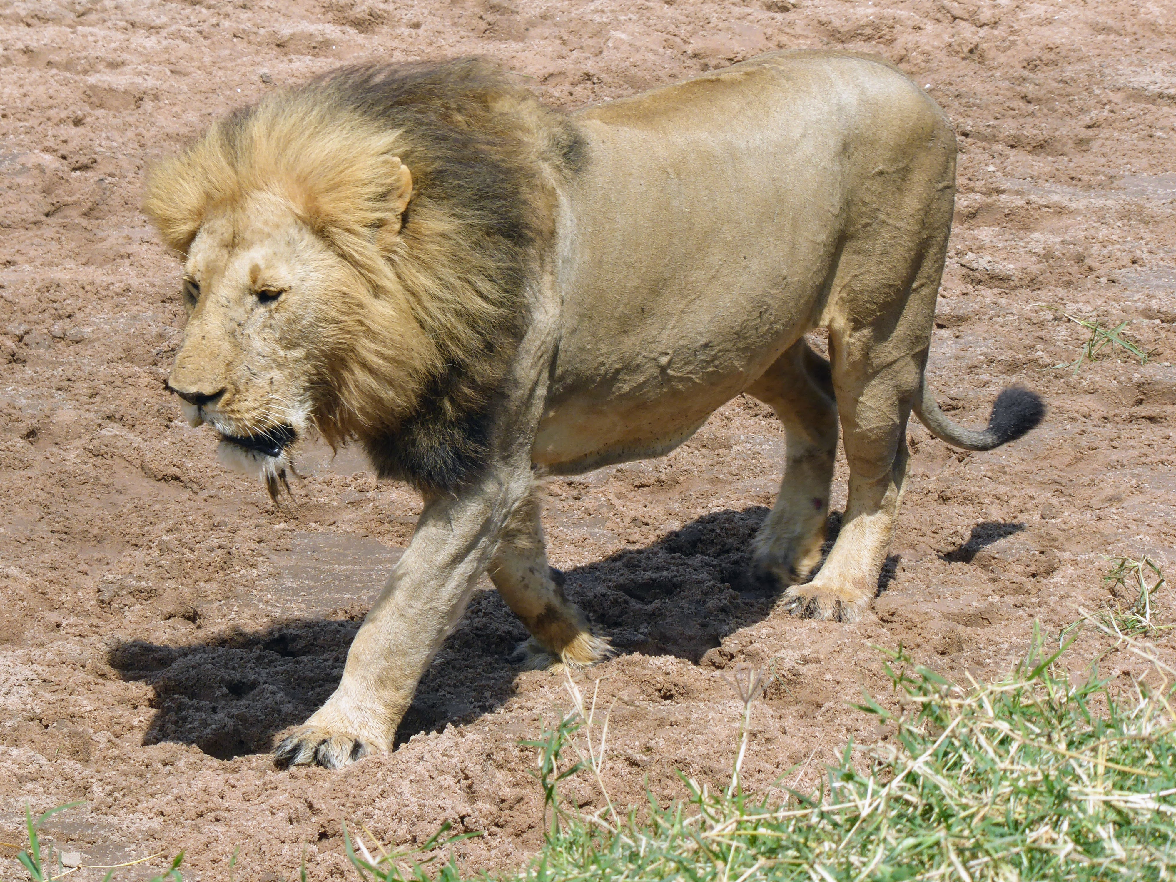 MASAI MARA: MAMA GUEPARDO ROSETTA Y SU PROLE. LEONES SAND RIVER - Un poquito de Kenia: Lagos Naivasha y Nakuru, Samburu y Masai Mara (39)