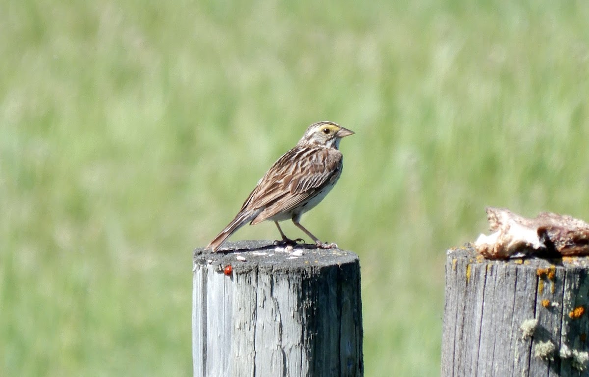 Savannah Sparrow