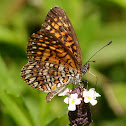 Elada Checkerspot