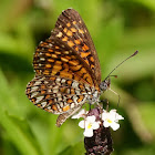 Elada Checkerspot