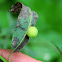 Gall wasp