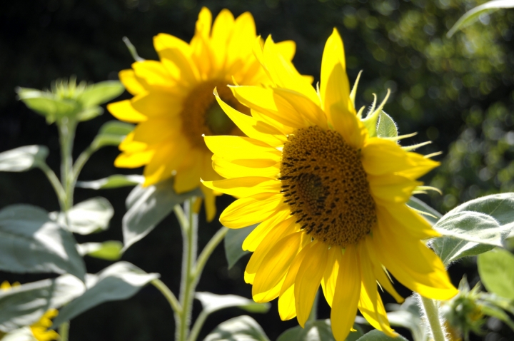 Gira il Sole di photop